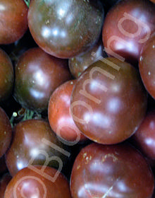 Solanum lycopersicum 'Black Prince'